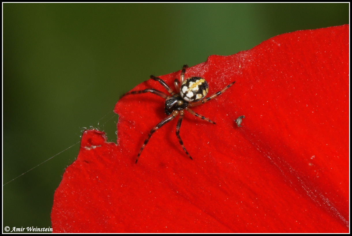 Araneae d''Israele